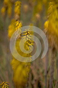 Flowering Aloe vera, the true aloe, commercially significant plant on Canary Islands