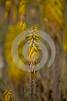 Flowering Aloe vera, the true aloe, commercially significant plant on Canary Islands