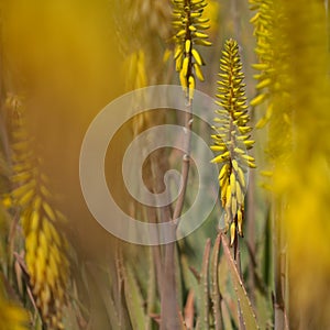 Flowering Aloe vera, the true aloe, commercially significant plant on Canary Islands