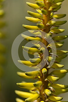 Flowering Aloe vera, the true aloe, commercially significant plant on Canary Islands,
