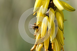 Flowering Aloe vera, the true aloe, commercially significant plant on Canary Islands,