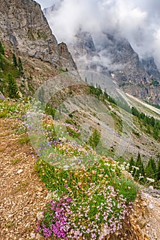 Flowering alp flowers in a beautiful mountain landscape