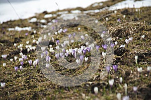 Flowering alpine crocuses
