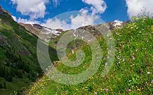 Flowering alpine meadow against mountains with snow patches