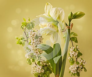 Flowering Amaryllis Hippeastrum