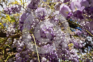 Flowering Wisteria, Wisteria sinensis in blossom - Image photo
