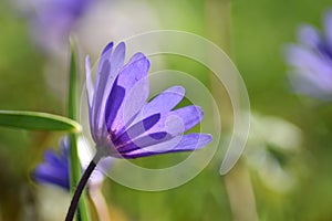 Anemone blanda Blue Shades