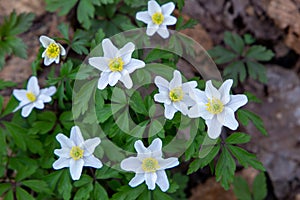 flowering anemone maquis plant sasso di san andrea