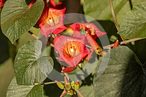 Flowering Angiosperm Plant