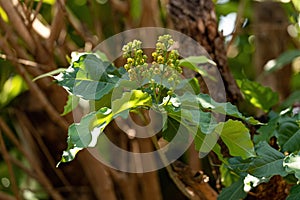 Flowering Angiosperm Tree