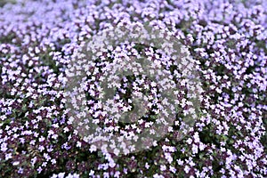 Flowering angiosperms plants.