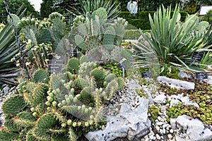 Flowering angiosperms plants.