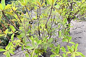 Flowering angiosperms plants.