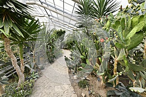 Flowering angiosperms plants.