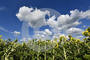 Flowering angiosperms plants.