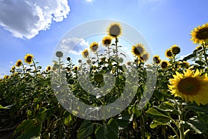 Flowering angiosperms plants.