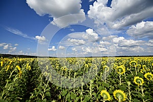 Flowering angiosperms plants.