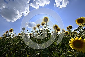 Flowering angiosperms plants.