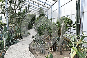 Flowering angiosperms plants. photo