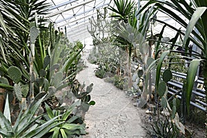 Flowering angiosperms plants.