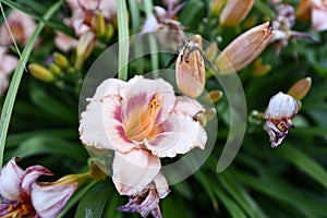 Flowering angiosperms plants. photo