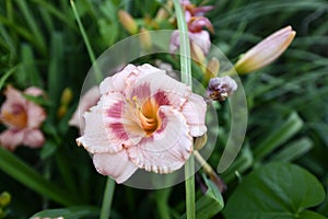 Flowering angiosperms plants. photo