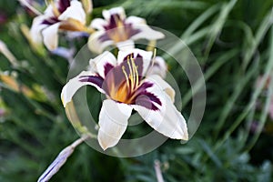 Flowering angiosperms plants. photo