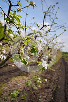 Flowering apple branch