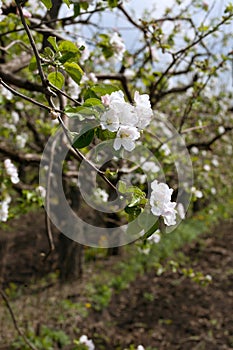 Flowering apple branch