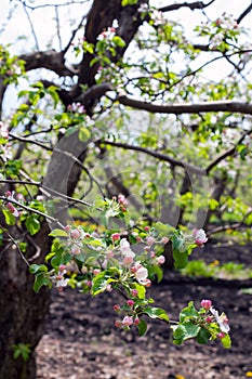 Flowering apple branch