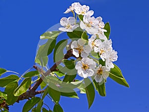 Flowering apple branch close-up