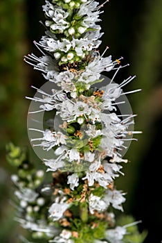 Flowering Apple Mint photo