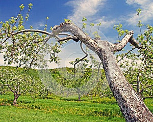 flowering apple orchard in Spring, Berkshires Massachusetts