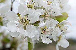 Flowering apple tree