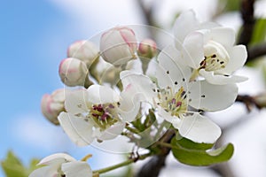 Flowering apple tree