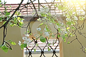 Flowering of an apple tree against the background of a beautiful window made of lattices