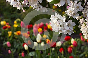 Flowering of an apple tree against the background of colourful tulips. Floral spring background