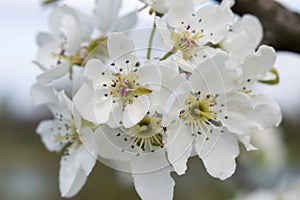 Flowering apple tree branch