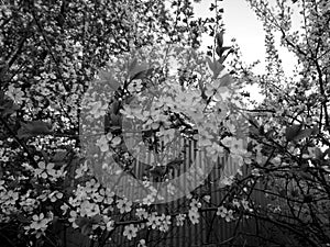 Flowering apple tree branches close-up on black white image