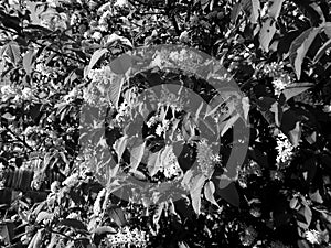 Flowering apple tree branches close-up on black white image