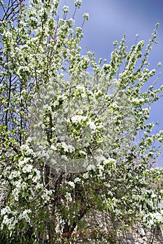 Flowering Apple tree