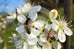 Flowering of the apple tree. Insects pollinate flowers