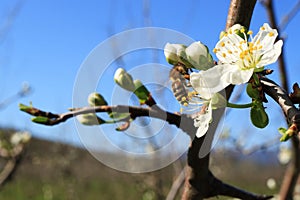 Flowering of the apple tree. Insects pollinate flowers