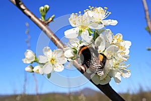 Flowering of the apple tree. Insects pollinate flowers