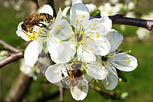 Flowering of the apple tree. Insects pollinate flowers