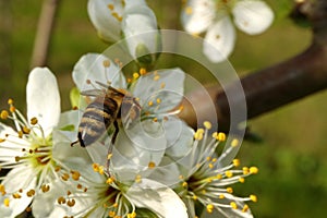 Flowering of the apple tree. Insects pollinate flowers