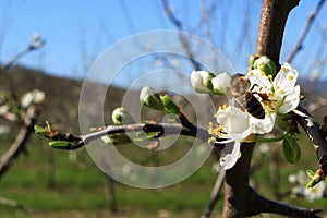 Flowering of the apple tree. Insects pollinate flowers