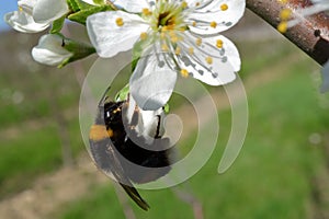 Flowering of the apple tree. Insects pollinate flowers