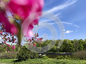 Flowering of an apple tree with the name Cardinal.