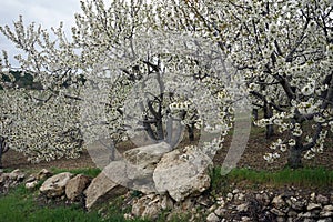 Flowering apple tree and stones